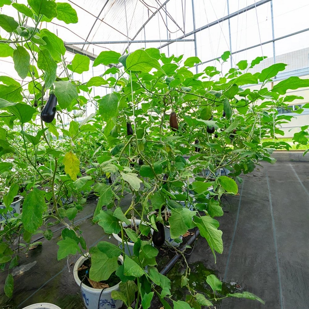 VEVOR 36,6㎡ Unkrautvlies Gartenvlies gegen Unkraut 1,2x30,5m(1 Rolle) Unkrautfolie aus PP Wasserdurchlässig Reißfest Korrosionsbeständig Unkrautflies Unkrautgewebe Unkrautschutz Bodengewebe