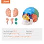 VEVOR Menschliches Schädelmodell, 8 Teile Gehirn & 3 Teile Schädel, Lebensgroßes Bemaltes Anatomie-Schädelmodell, Anatomischer PVC-Schädel, Abnehmbares Lernschädelmodell für Professionelle Lehre