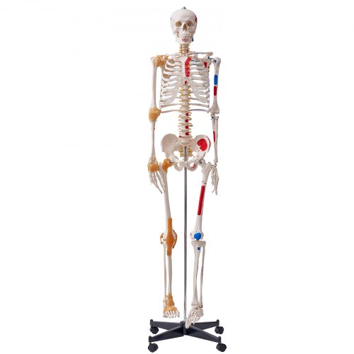 VEVOR Menschliches Skelett Modell für Anatomie, 182 cm Lebensgröße, Genaues PVC Anatomie Skelett Modell mit Bändern, Beweglichen Armen, Beinen & Kiefer, mit Muskelursprung & Insertionspunkten