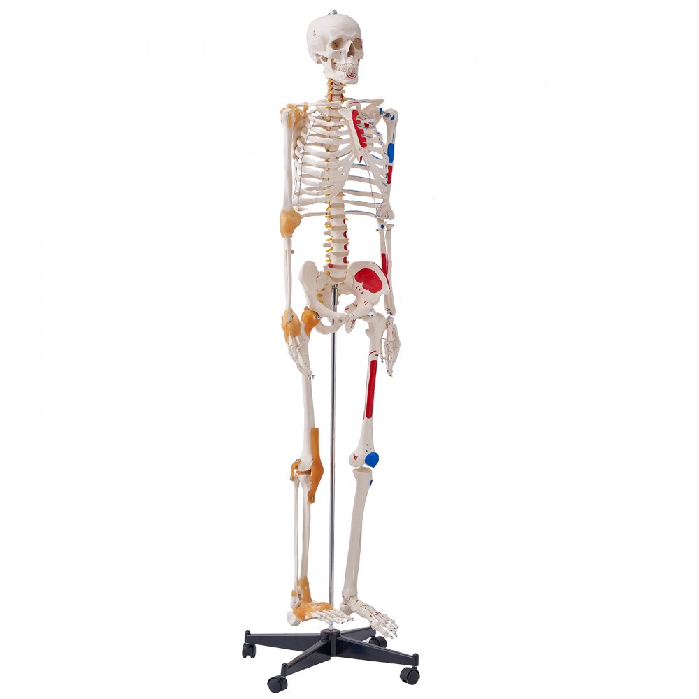 VEVOR Menschliches Skelett Modell für Anatomie, 182 cm Lebensgröße, Genaues PVC Anatomie Skelett Modell mit Bändern, Beweglichen Armen, Beinen & Kiefer, mit Muskelursprung & Insertionspunkten