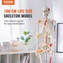 VEVOR Menschliches Skelett Modell für Anatomie, 182 cm Lebensgröße, Genaues PVC Anatomie Skelett Modell mit Bändern, Beweglichen Armen, Beinen & Kiefer, mit Muskelursprung & Insertionspunkten