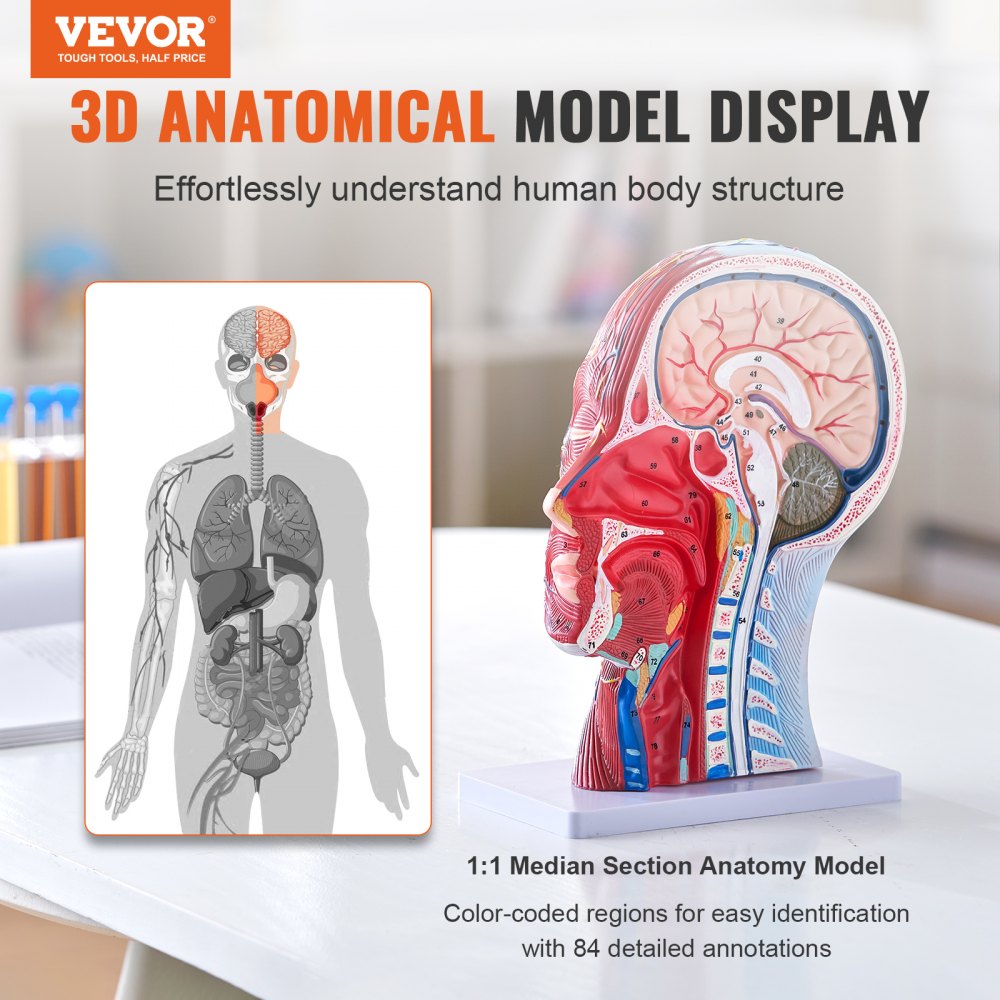 VEVOR Gefäßmodell des Kopfes Menschliche Anatomie Gehirn Modell 225 x 115 x 281 mm, Anatomie Skelett Halbzerlegtes Modell, Modell des Stamms für Schulungen, Werkzeuge, Medizinische Lernbedarf