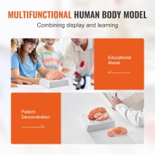 VEVOR Menschliches Gehirn Modell Anatomie, 1:1 Lebensgröße 9-teiliges Menschliches Gehirn Anatomisches Modell mit Etiketten & Display Basis, Abnehmbare Gehirn Modell für Wissenschaft Forschung Lehren