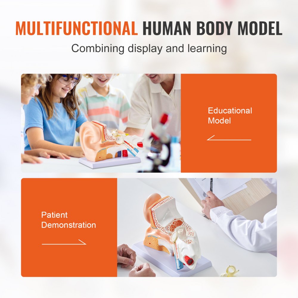 VEVOR Menschliches Ohr Anatomie 3D-Modell, 3 Teile 5 Mal Vergrößertes Menschliches Ohr Modell,  Äußeres, Mittleres, Inneres Ohr mit Basis, Professionelles PVC Anatomisches Ohr Modell Lehrmittel