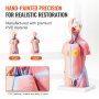 VEVOR Menschliches Körpermodell, 23 Teile 455 mm, Menschlicher Torso Anatomie Modell Unisex Anatomisches Skelett Modell mit Abnehmbaren Organen, Pädagogisches Lehrmittel für Studenten, Lehrvorführung