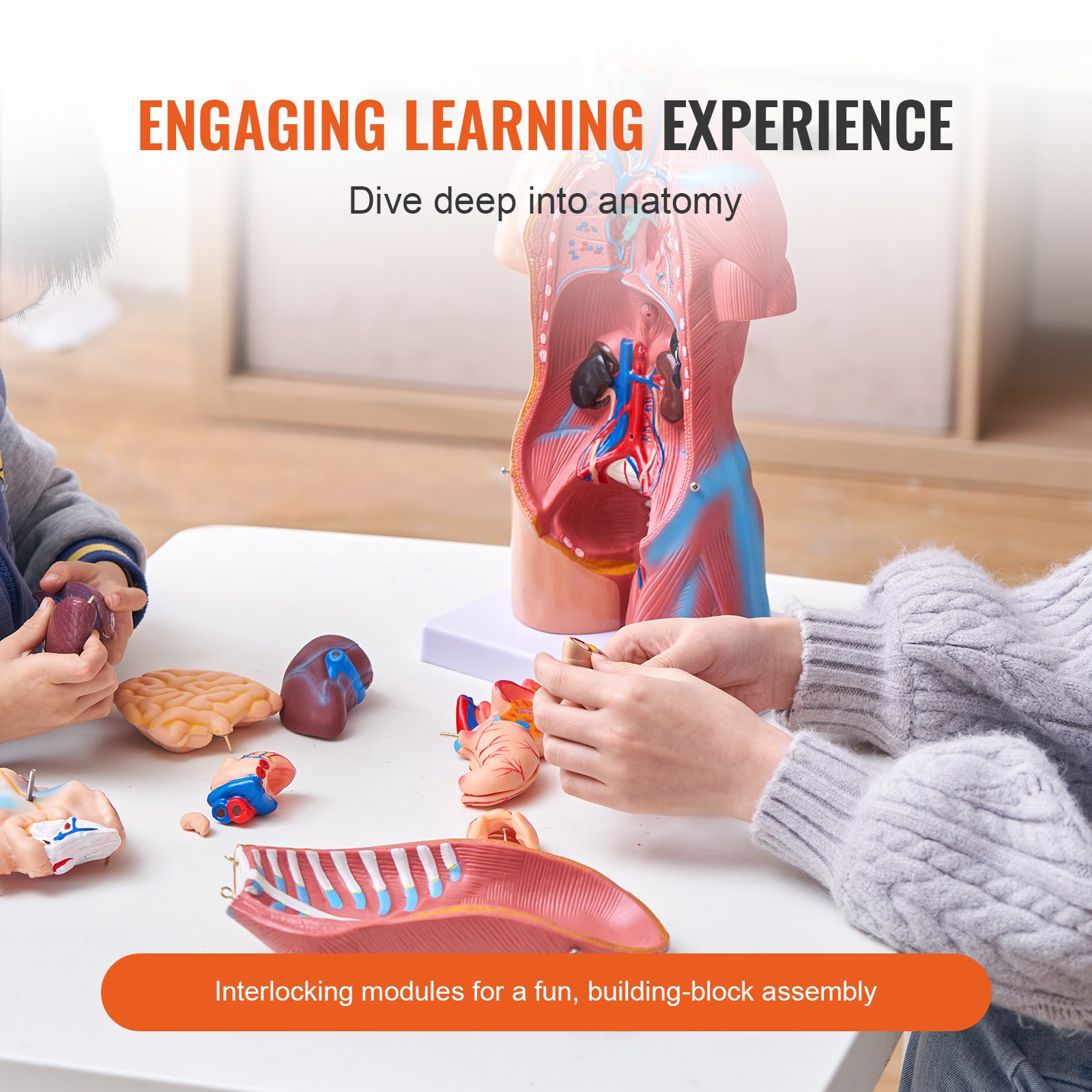 VEVOR Human Body Model, 23 Pieces, 455 mm, Human Torso Anatomy Model, Unisex Anatomical Skeleton Model with Removable Organs, Educational Teaching Aid for Students, Teaching Demonstration