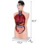 VEVOR 85cm Mini Torso PVC Modell Torso 19 parts Modell der menschlichen Anatomie für Lehren und Lernen (85cm)