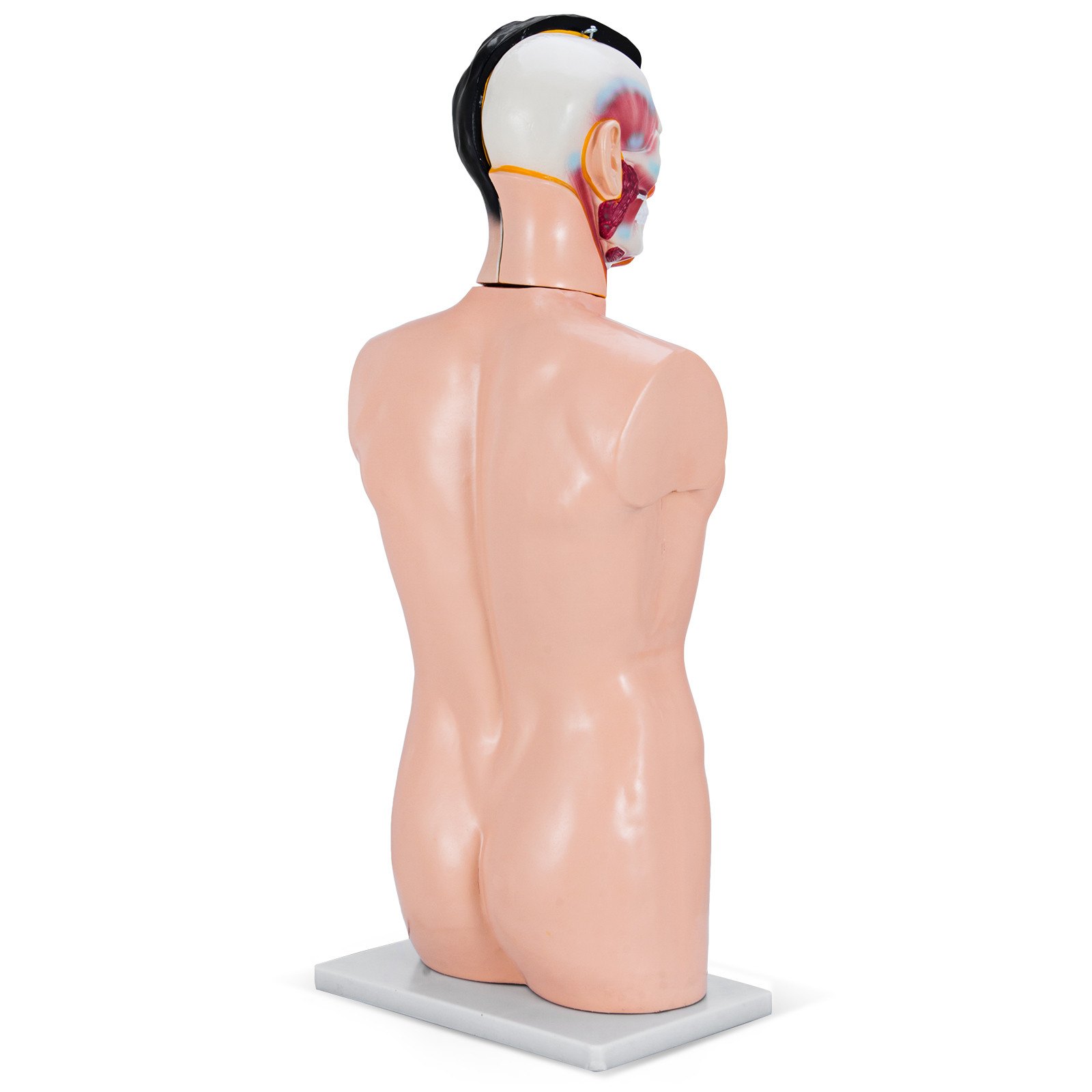 VEVOR 85cm Mini Torso PVC Modell Torso 19 parts Modell der menschlichen Anatomie für Lehren und Lernen (85cm)