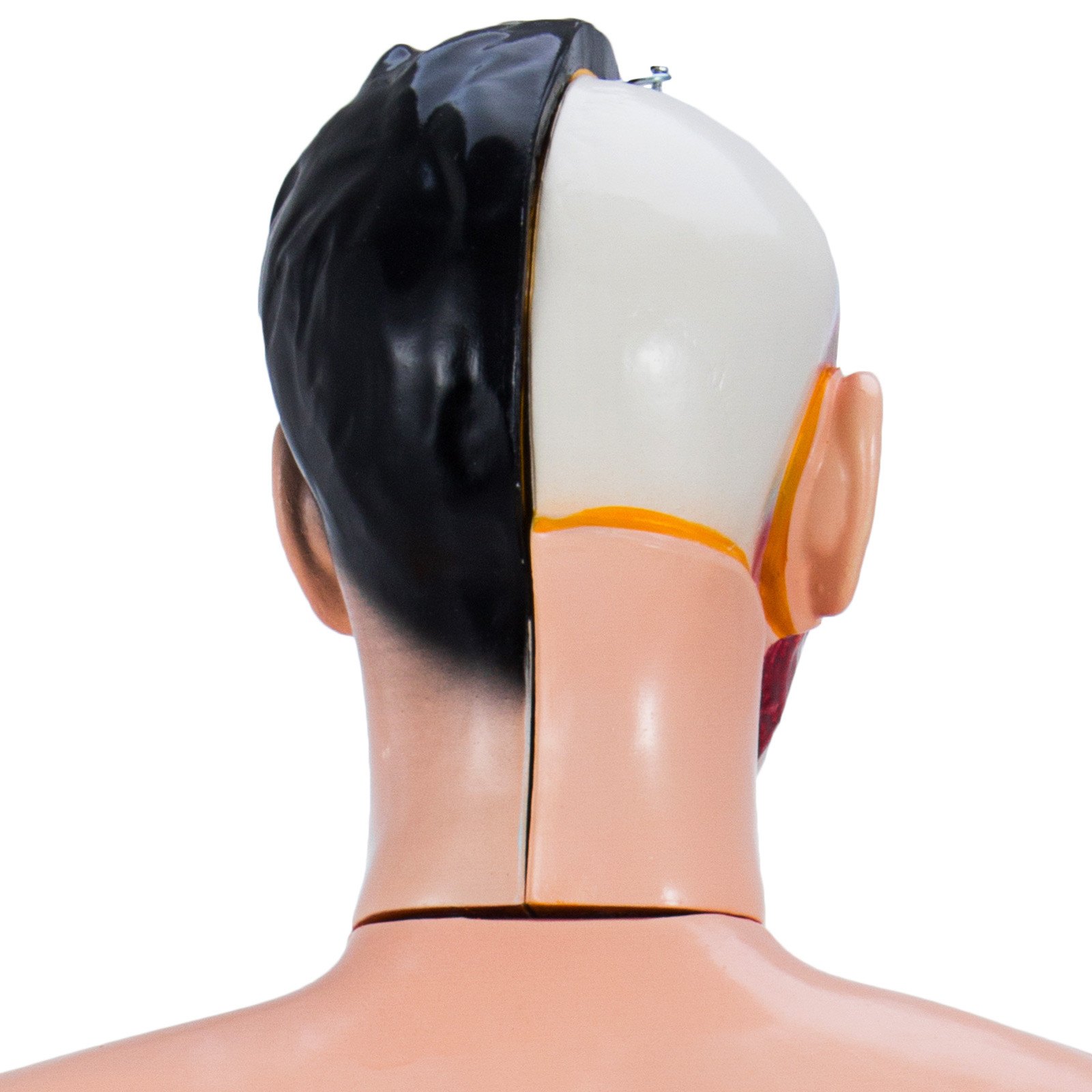 VEVOR 85cm Mini Torso PVC Modell Torso 19 parts Modell der menschlichen Anatomie für Lehren und Lernen (85cm)