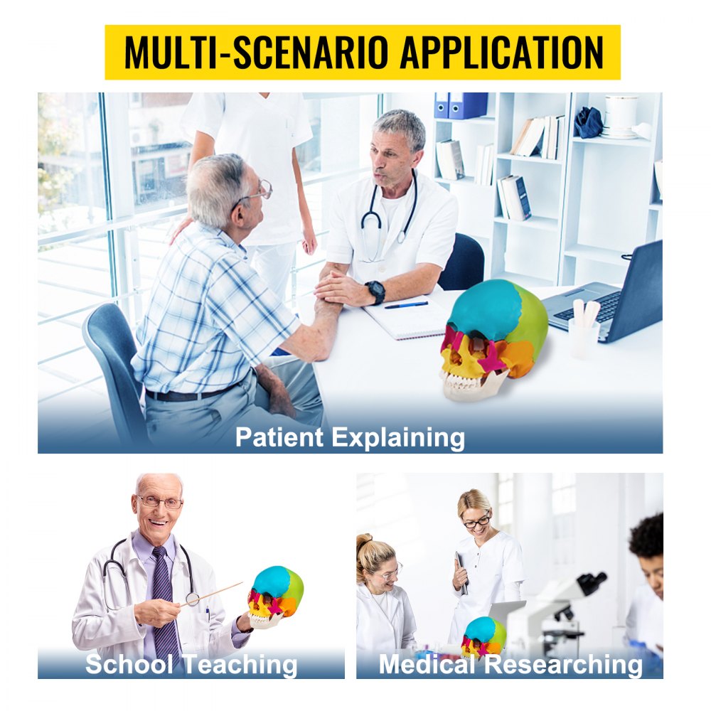 VEVOR PVC Didaktisches Modell Schädel Osteopathie Farbig 22 Teile 22x13,5x17,5cm