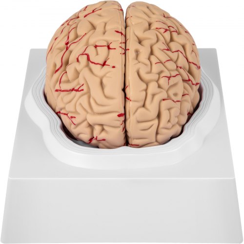 VEVOR Schädel Modell Gehirn, 9-teiliges Modell des Gehirns, Lebensgroßes Anatomisches Modell des Menschlichen Gehirns mit Display-Basis & Farbcodierter Arteriengehirnlehre Lehrmodell Professionell