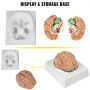 VEVOR Schädel Modell Gehirn, 9-teiliges Modell des Gehirns, Lebensgroßes Anatomisches Modell des Menschlichen Gehirns mit Display-Basis & Farbcodierter Arteriengehirnlehre Lehrmodell Professionell