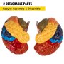 VEVOR menschliches Gehirn Modell PVC anatomisches Gehirnmodell 22×17×16cm Gehirnmodell in 2 Teile zerlegbar ideal zum Lehren und Lernen der Gehirnstruktur und der anatomischen Neurowissenschaften