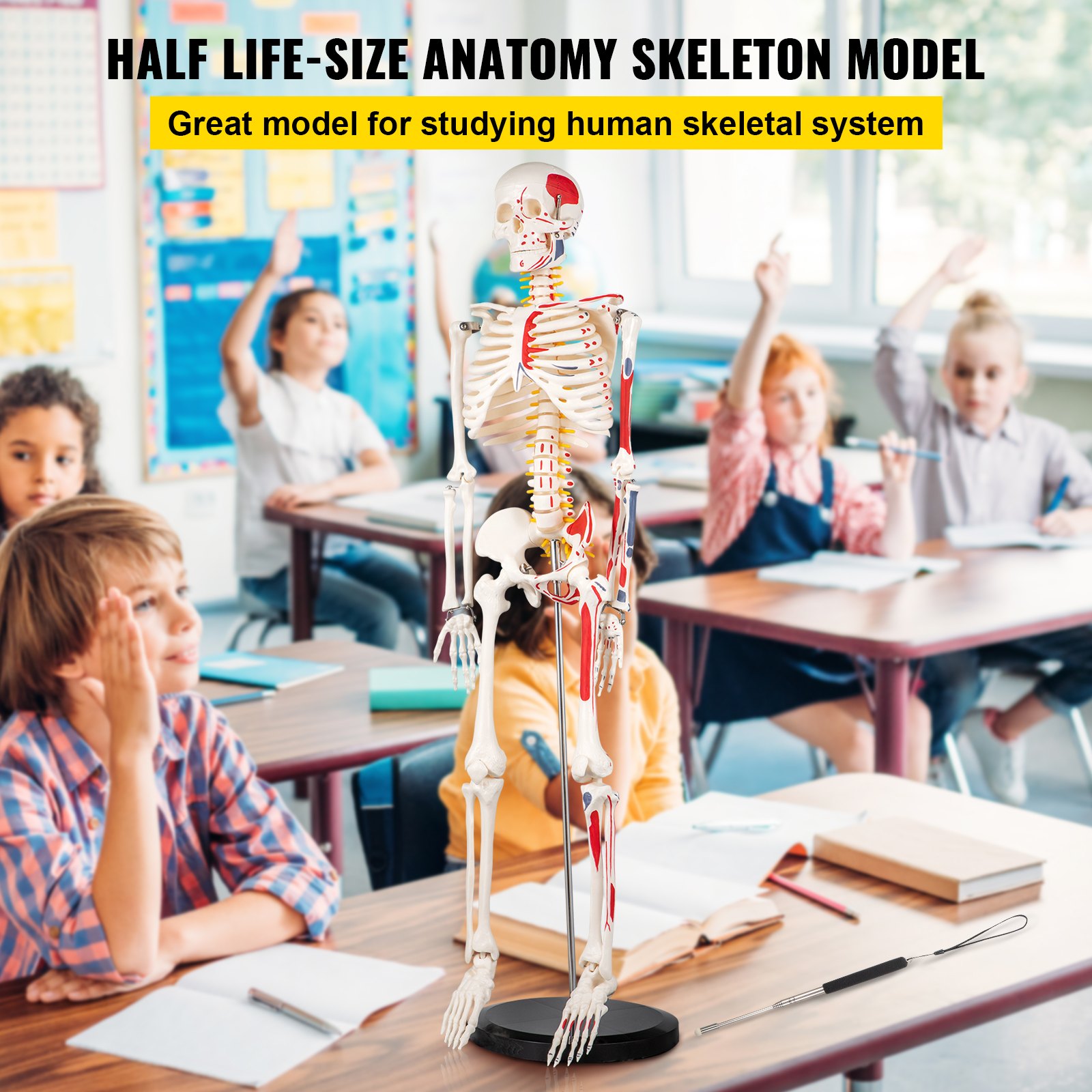 VEVOR Menselijk Skeletmodel 85 cm PVC Anatomie Menselijk Skelet Klein 20 x 20 x 85 cm Menselijk Skelet Leermodel met Stevige Standaard voor Schoolonderwijs Anatomiestudie en Professioneel Onderzoek
