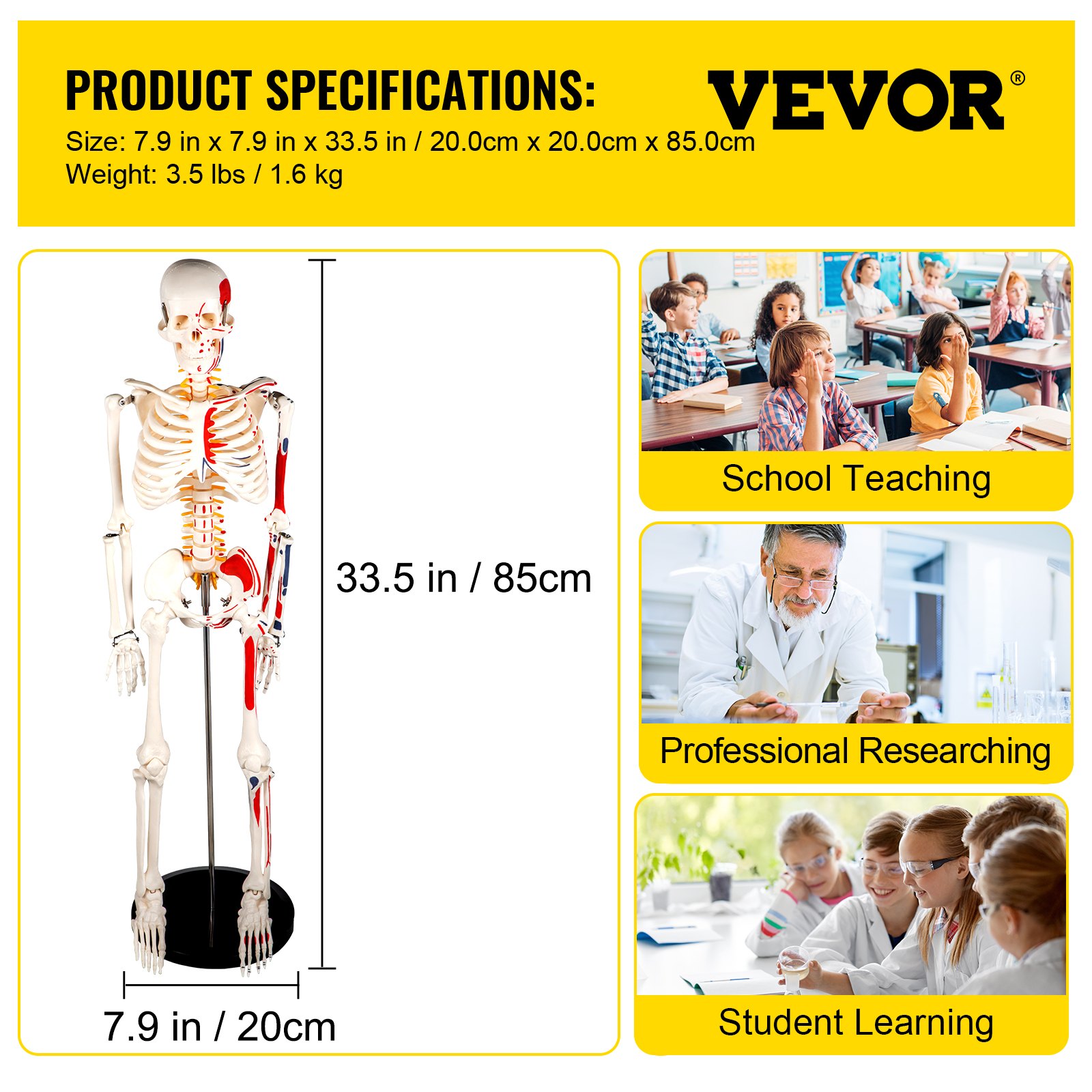 VEVOR Menselijk Skeletmodel 85 cm PVC Anatomie Menselijk Skelet Klein 20 x 20 x 85 cm Menselijk Skelet Leermodel met Stevige Standaard voor Schoolonderwijs Anatomiestudie en Professioneel Onderzoek