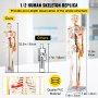 VEVOR Menschliche Anatomie Skelett Modell mit Nerven und Blutgefäßen 85 cm, PVC Skelettmodell Lernmodell mit Ständer Lehrzeiger für Schulunterricht Anatomie Studium professionelle Forschung