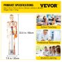 VEVOR Menschliche Anatomie Skelett Modell mit Nerven und Blutgefäßen 85 cm, PVC Skelettmodell Lernmodell mit Ständer Lehrzeiger für Schulunterricht Anatomie Studium professionelle Forschung