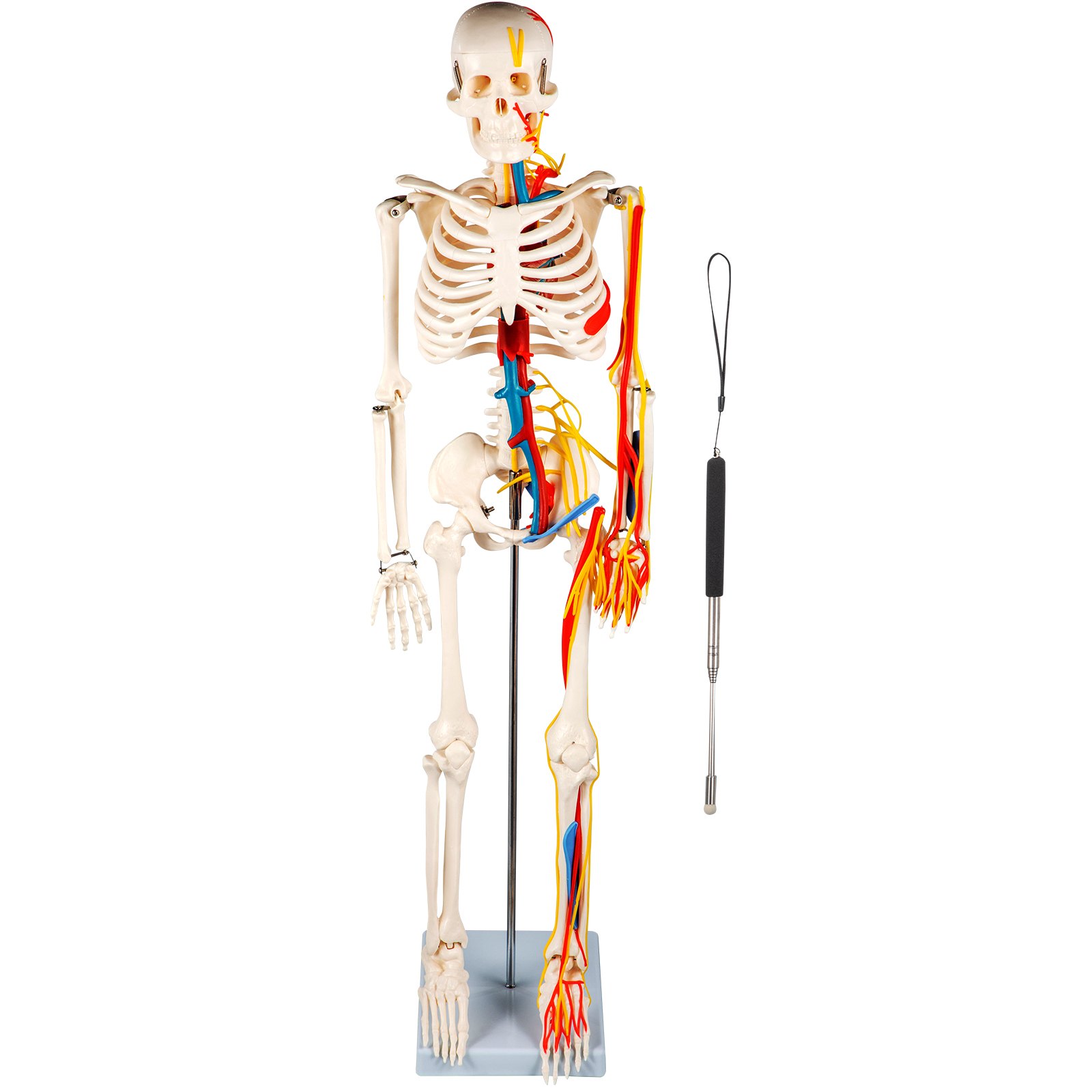 VEVOR Menschliche Anatomie Skelett Modell mit Nerven und Blutgefäßen 85 cm, PVC Skelettmodell Lernmodell mit Ständer Lehrzeiger für Schulunterricht Anatomie Studium professionelle Forschung