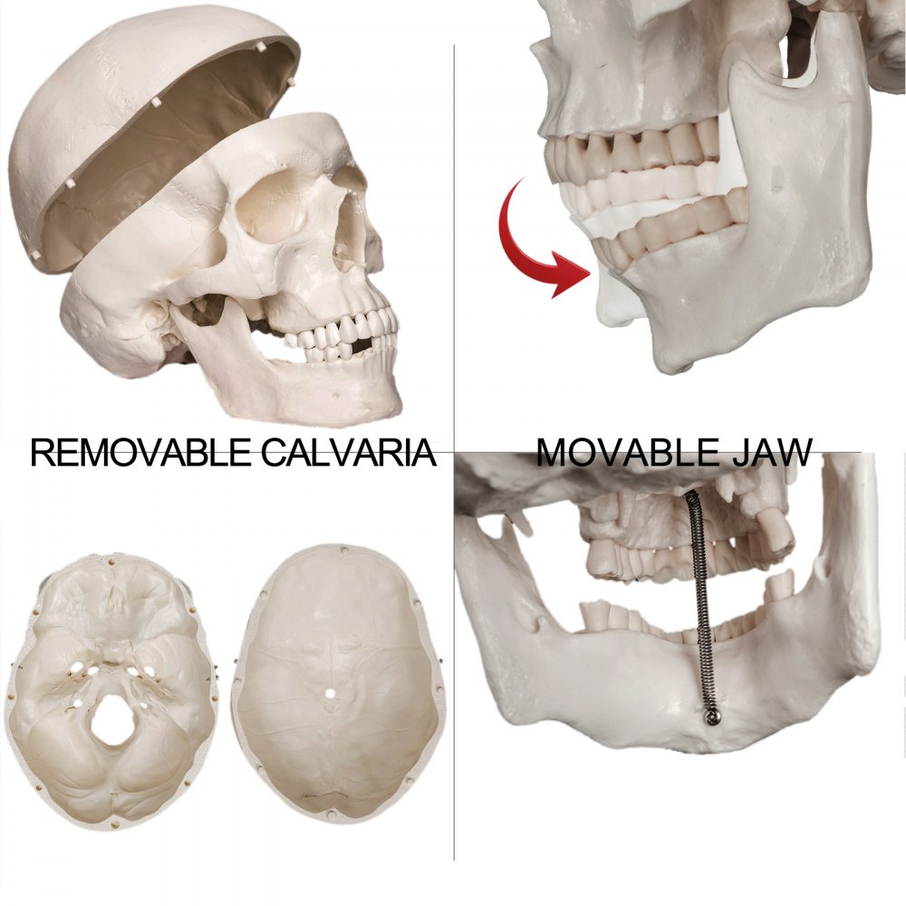 Vevor Disartikuliertes Menschliches Skelett 62 Zoll Anatomisches Lebensgroß