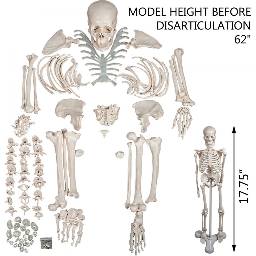 Vevor Disartikuliertes Menschliches Skelett 62 Zoll Anatomisches Lebensgroß