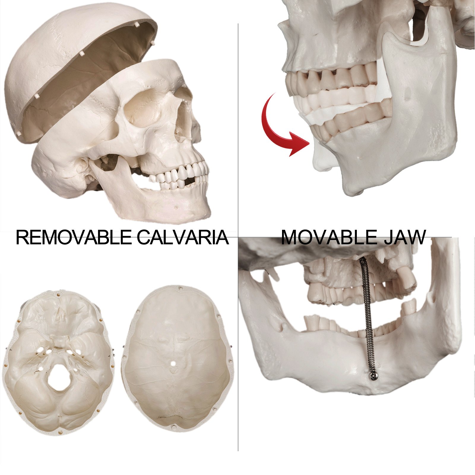 Vevor Disartikuliertes Menschliches Skelett 62 Zoll Anatomisches Lebensgroß