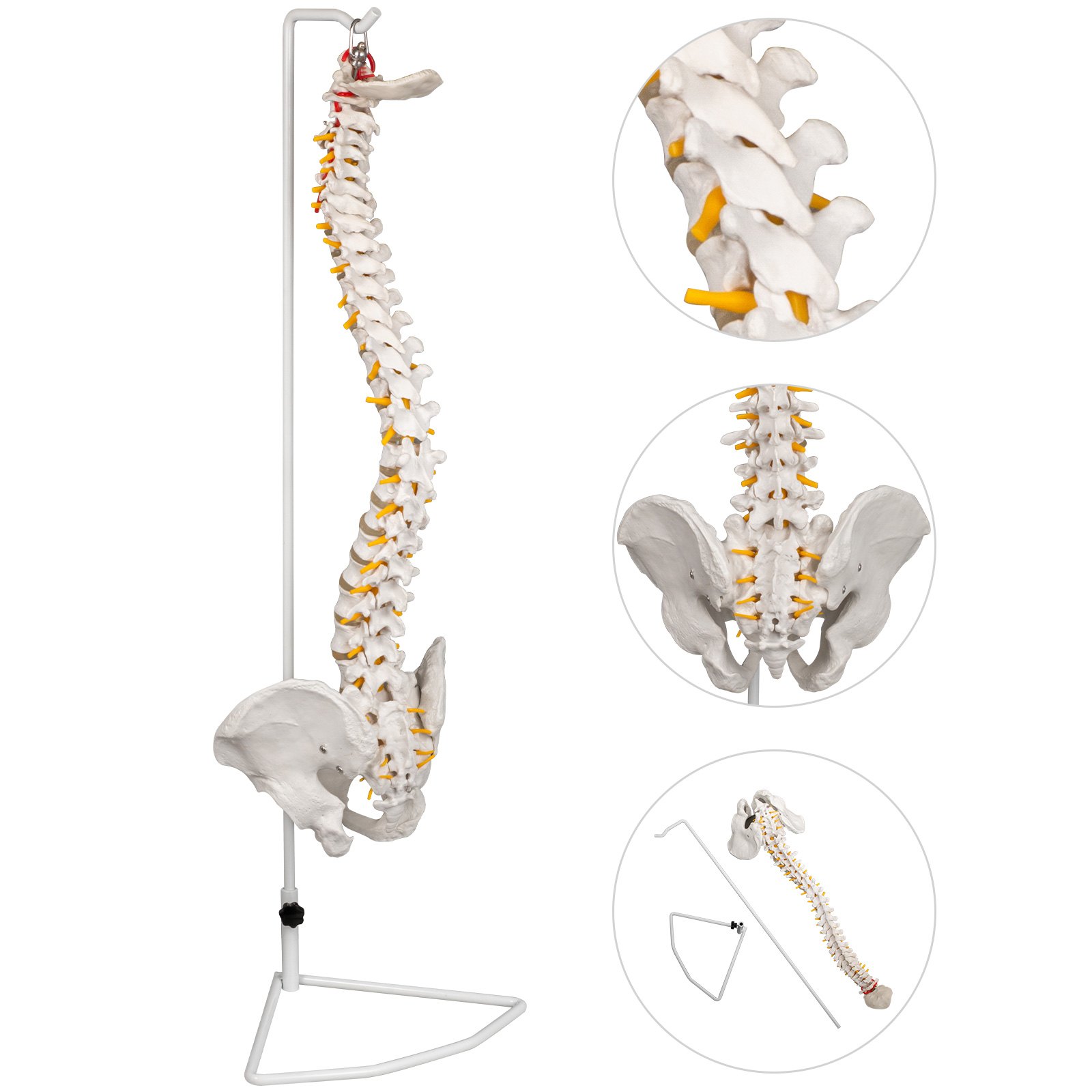 85cm Wirbelsäulenmodell Skelett Pvc Vertebral Anatomical Human Spine Mit Stand