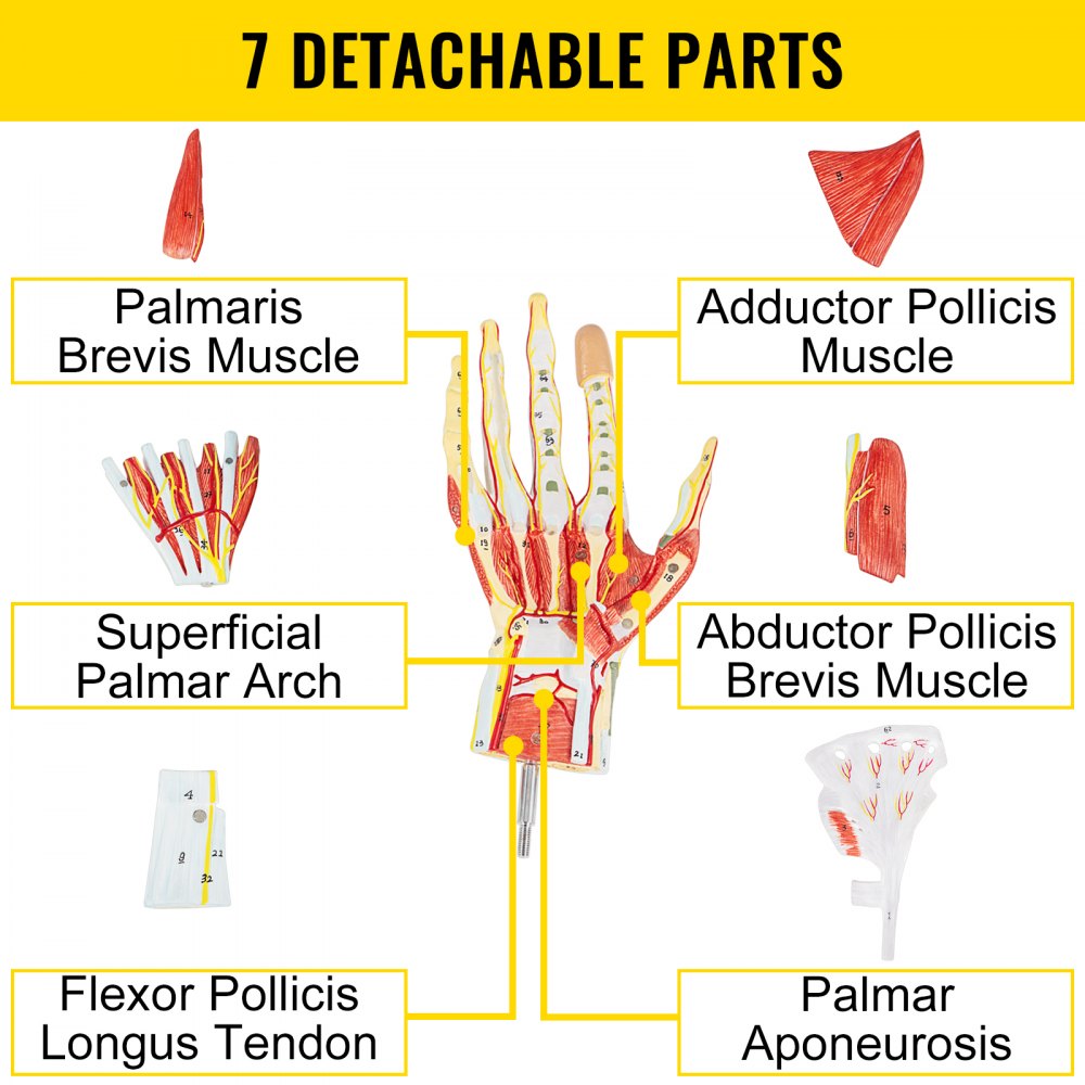 VEVOR Anatomie Modell des Handskeletts Bändern Muskeln 25x12cm Hand Skelett anatomisches Modell PVC anatomisches Hand 7 Teile zerlegbar Magnet Montage ideal für Labore Schulen Forschungsinstitute