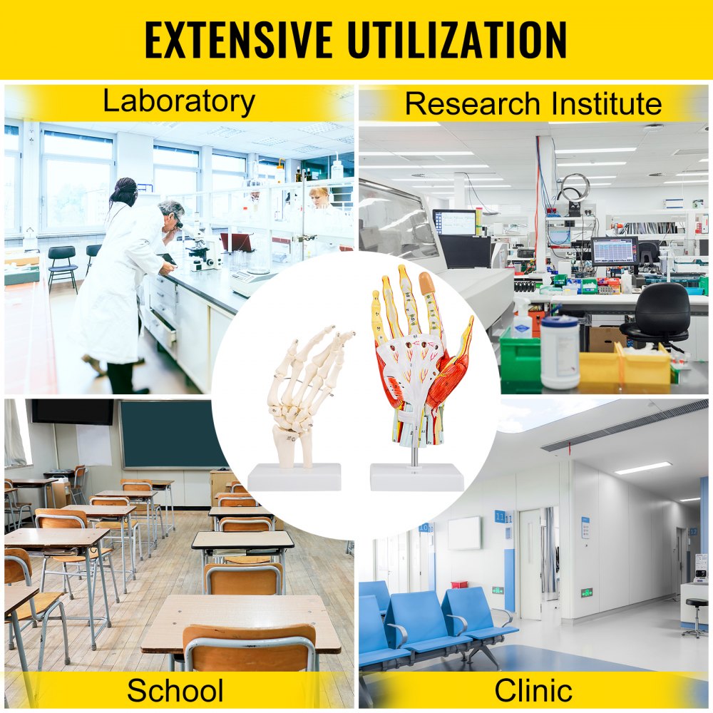 VEVOR Anatomie Modell des Handskeletts Bändern Muskeln 25x12cm Hand Skelett anatomisches Modell PVC anatomisches Hand 7 Teile zerlegbar Magnet Montage ideal für Labore Schulen Forschungsinstitute