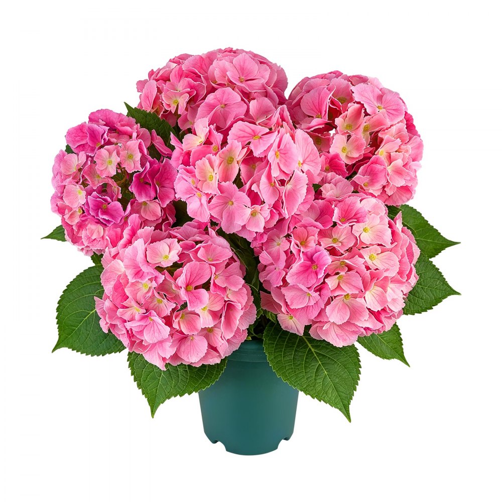 VEVOR 2er-Pack Kunstblumen im Topf 711 mm Hoch Gefälschte Hortensien Rosa, Künstliche Topfblumen für Zuhause & Außenbereich, aus Seidenstoff & PE-Kunststoff, Sofort Einsatzbereite Deko, Pflegefrei