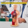 VEVOR Menschliches Torso-Körper-Anatomie-Modell mit 15 abnehmbaren Teilen - Herz-Viszeral-Gehirn-Skelett Medizinische Schule Krankenpflege-Bildungslieferant 8 x 14 x 28 cm Torso Anatomie