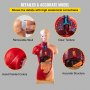 VEVOR Menschliches Torso-Körper-Anatomie-Modell mit 15 abnehmbaren Teilen - Herz-Viszeral-Gehirn-Skelett Medizinische Schule Krankenpflege-Bildungslieferant 8 x 14 x 28 cm Torso Anatomie