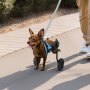 VEVOR Silla de Ruedas para Perros para Patas Traseras, Ajustable, Ligera, Aleación de Aluminio con Ruedas Amortiguadoras, para Perros con Discapacidad y Lesiones de hasta 10 kg, Talla XS, Negro