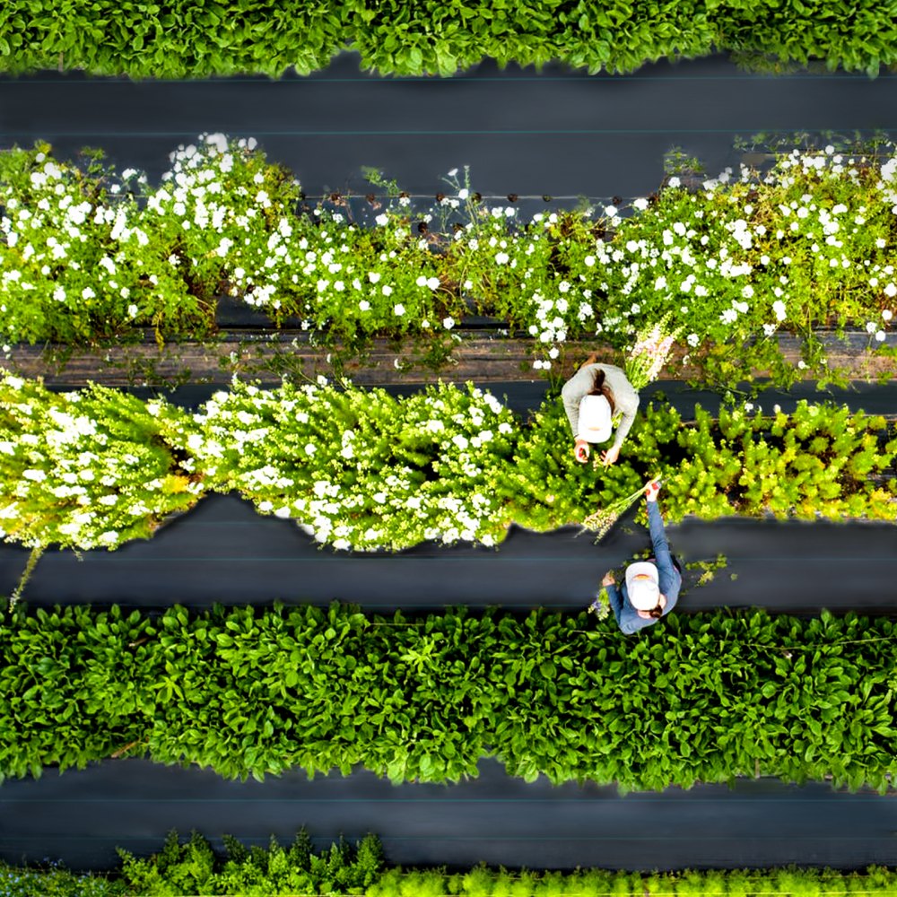 VEVOR Tejido Acolchado 0,9 x 15,2 m Paño de Control de Malezas Geotextil Lona para Jardín PP Densidad de Alta Permeabilidad Base Textil de 5 oz para Cobertura de Suelo Jardinería Agricultura