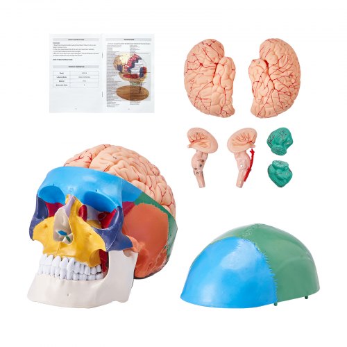 VEVOR Modelo de Cráneo Humano 1:1 Tamaño Natural Colorido Cráneo Anatómico Desmontable de 3 Partes Cerebro de PVC de 8 Partes para Enseñanza Médica Investigación Aprendizaje Presentación Anatomía