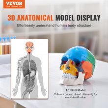 VEVOR Modelo de Cráneo Humano 1:1 Tamaño Natural Colorido Cráneo Anatómico Desmontable de 3 Partes Cerebro de PVC de 8 Partes para Enseñanza Médica Investigación Aprendizaje Presentación Anatomía