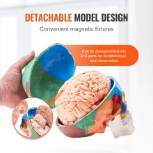 VEVOR Modelo de Cráneo Humano 1:1 Tamaño Natural Colorido Cráneo Anatómico Desmontable de 3 Partes Cerebro de PVC de 8 Partes para Enseñanza Médica Investigación Aprendizaje Presentación Anatomía