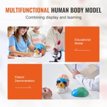 VEVOR Modelo de Cráneo Humano 1:1 Tamaño Natural Colorido Cráneo Anatómico Desmontable de 3 Partes Cerebro de PVC de 8 Partes para Enseñanza Médica Investigación Aprendizaje Presentación Anatomía