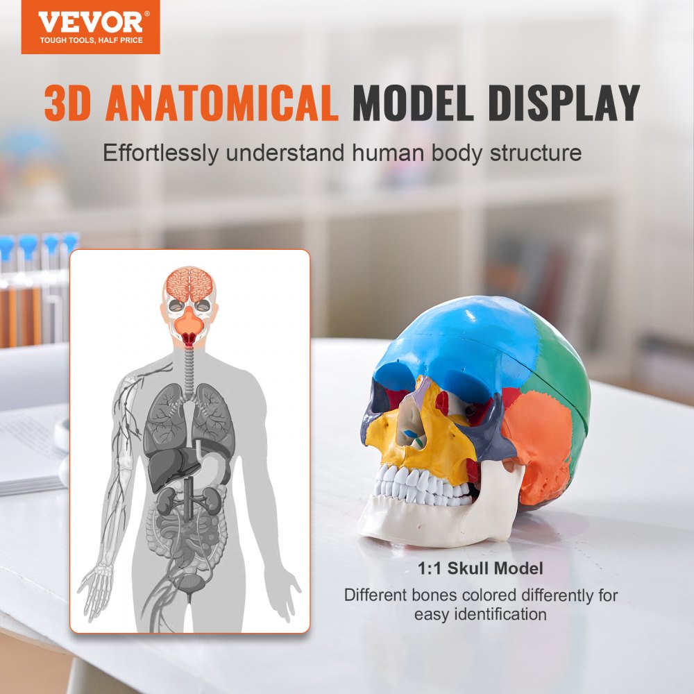 VEVOR Juego de Modelos Anatómicos Humanos 4 piezas, Cerebro, Corazón, Torso y Esqueleto, Tamaño Natural, Modelo de Enseñanza de PVC, Piezas Desmontables para Formación Médica, Escuela, Hospital