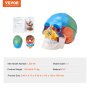 VEVOR Modelo de Cráneo Humano de Tamaño Natural 1:1 Cráneo Anatómico Colorido 3 Piezas de PVC Desmontables para Enseñanza Médica Investigación Aprendizaje Presentación Escuela de Anatomía 21,5x13x16cm