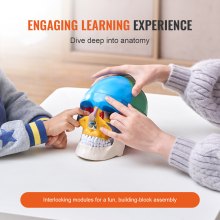 VEVOR Juego de Modelos Anatómicos Humanos 4 piezas, Cerebro, Corazón, Torso y Esqueleto, Tamaño Natural, Modelo de Enseñanza de PVC, Piezas Desmontables para Formación Médica, Escuela, Hospital