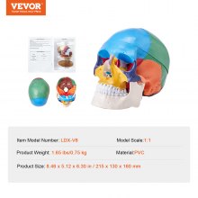 VEVOR Juego de Modelos Anatómicos Humanos 4 piezas, Cerebro, Corazón, Torso y Esqueleto, Tamaño Natural, Modelo de Enseñanza de PVC, Piezas Desmontables para Formación Médica, Escuela, Hospital