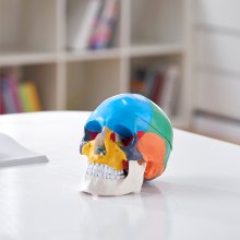 VEVOR Modelo de Cráneo Humano de Tamaño Natural 1:1 Cráneo Anatómico Colorido 3 Piezas de PVC Desmontables para Enseñanza Médica Investigación Aprendizaje Presentación Escuela de Anatomía 21,5x13x16cm