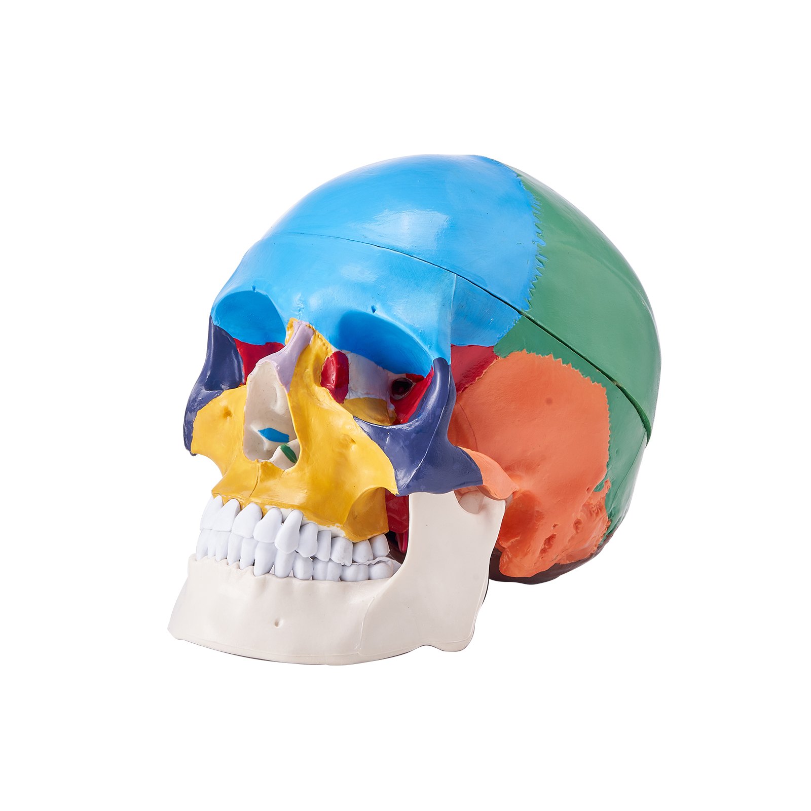 VEVOR Juego de Modelos Anatómicos Humanos 4 piezas, Cerebro, Corazón, Torso y Esqueleto, Tamaño Natural, Modelo de Enseñanza de PVC, Piezas Desmontables para Formación Médica, Escuela, Hospital