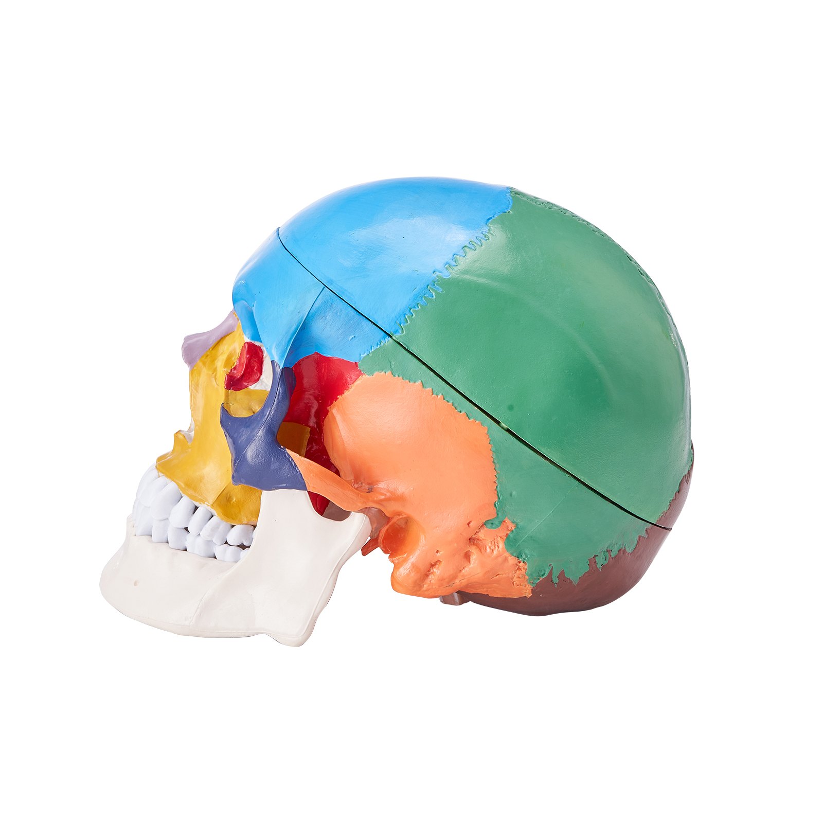 VEVOR Juego de Modelos Anatómicos Humanos 4 piezas, Cerebro, Corazón, Torso y Esqueleto, Tamaño Natural, Modelo de Enseñanza de PVC, Piezas Desmontables para Formación Médica, Escuela, Hospital