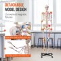 VEVOR Modelo Anatómico de Esqueleto Humano Anatómico de 182 cm de Alto con Marcado Muscular Modelo de Enseñanza Detallado de PVC con Soporte Estable de Acero Inoxidable Investigación en Medicina