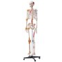 VEVOR Modelo Anatómico de Esqueleto Humano Anatómico de 182 cm de Alto con Marcado Muscular Modelo de Enseñanza Detallado de PVC con Soporte Estable de Acero Inoxidable Investigación en Medicina