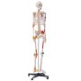 VEVOR Modelo Anatómico de Esqueleto Humano Anatómico de 182 cm de Alto con Marcado Muscular Modelo de Enseñanza Detallado de PVC con Soporte Estable de Acero Inoxidable Investigación en Medicina