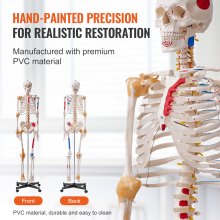 VEVOR Modelo Anatómico de Esqueleto Humano Anatómico de 182 cm de Alto con Marcado Muscular Modelo de Enseñanza Detallado de PVC con Soporte Estable de Acero Inoxidable Investigación en Medicina