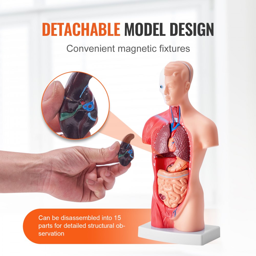 VEVOR Juego de Modelos Anatómicos Humanos 4 piezas, Cerebro, Corazón, Torso y Esqueleto, Tamaño Natural, Modelo de Enseñanza de PVC, Piezas Desmontables para Formación Médica, Escuela, Hospital