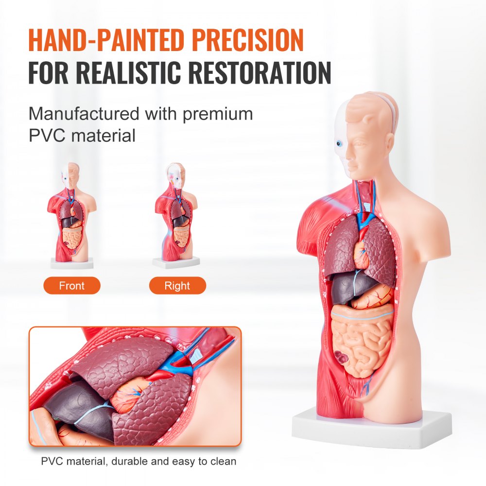 VEVOR Juego de Modelos Anatómicos Humanos 4 piezas, Cerebro, Corazón, Torso y Esqueleto, Tamaño Natural, Modelo de Enseñanza de PVC, Piezas Desmontables para Formación Médica, Escuela, Hospital